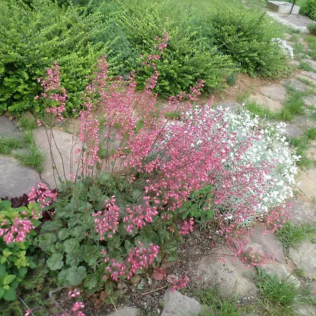 Szabadido Vendeghaz 公寓 Révfülöp