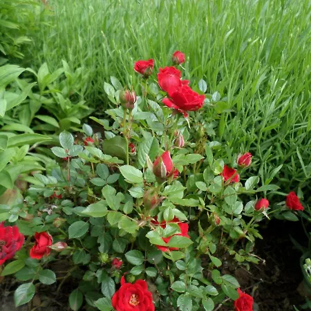 Szabadido Vendeghaz 公寓