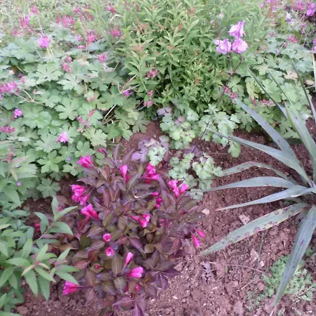 公寓 Szabadido Vendeghaz Révfülöp