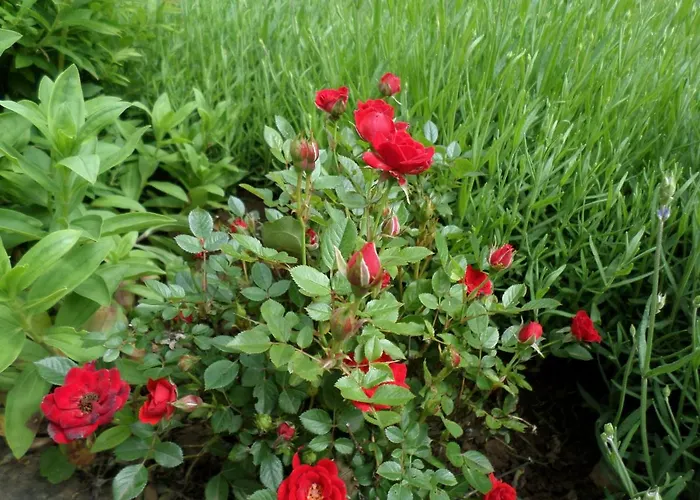 Szabadidő Apartamento